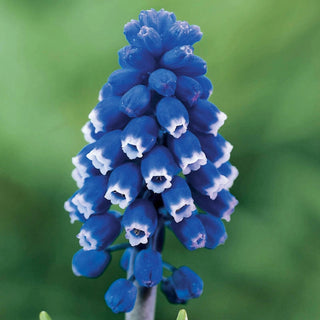 Dark Eyes Grape Hyacinth