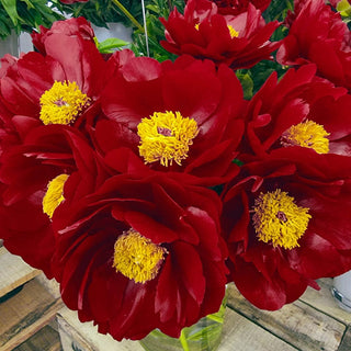 Mackinac Grand Peony