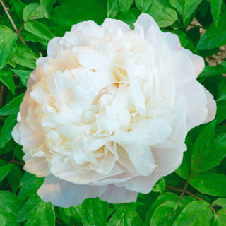 Moon Over Barrington Peony