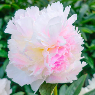 Chiffon Parfait Peony