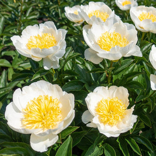 Jan Van Leeuwen Peony