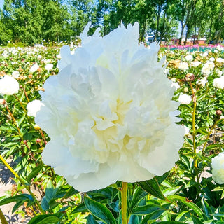 Princess Bride Peony