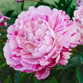 Candy Stripe Peony