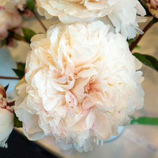 Class Act Peony