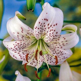 White Twinkle Tiger Lily