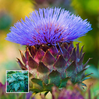 Artichoke Globe