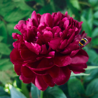 Cherry Hill Peony