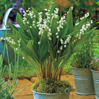 Giant Lily Of The Valley 61057