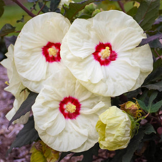 French Vanilla Hibiscus