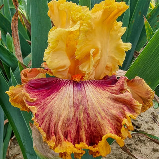 Italian Master Bearded Iris