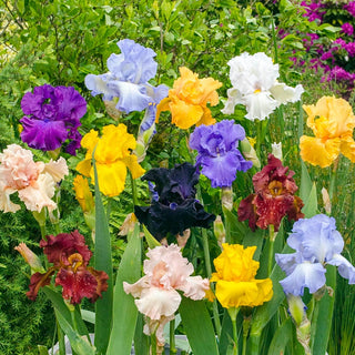 Bold Colours Iris Mixture