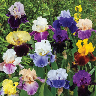 Two Tone Bearded Iris Mixture