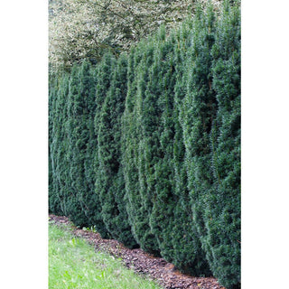 Yew Upright Hicksi Hedge