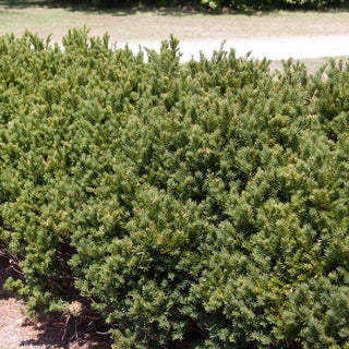 Yew Globe Browni Hedge