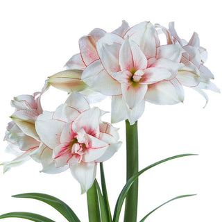 Double Amaryllis Elvas