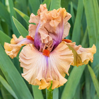 Jealous Guy Bearded Iris