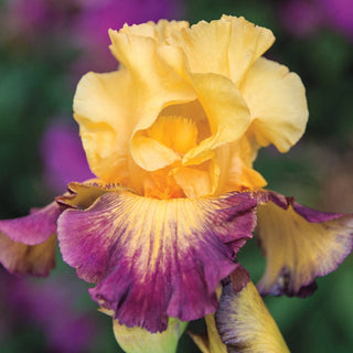 Jazz Band Bearded Iris