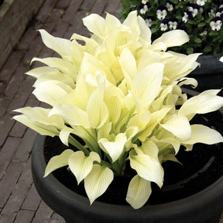 White Feather Hosta