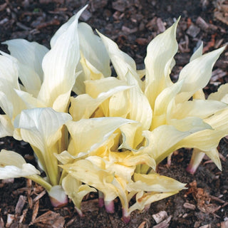 White Feather Hosta