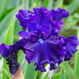 Hollywood Nights Bearded Iris