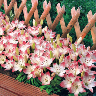 Sugar Baby Carpet Border Lilies