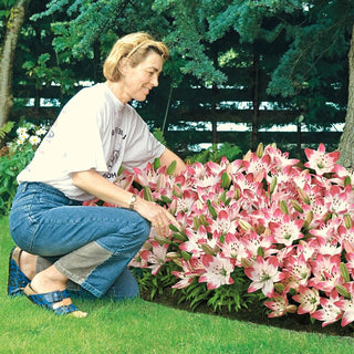 Sugar Baby Carpet Border Lilies