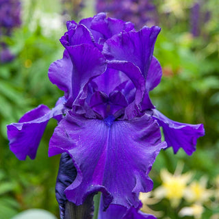 Titans Glory Bearded Iris