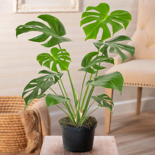 Philodendron Monstera