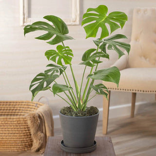 Philodendron Monstera