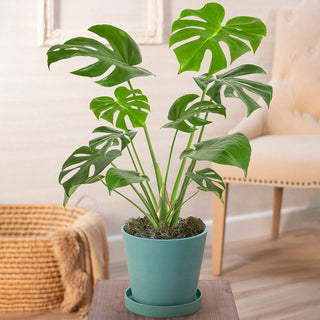 Philodendron Monstera