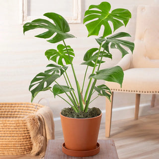 Philodendron Monstera