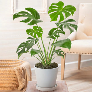 Philodendron Monstera