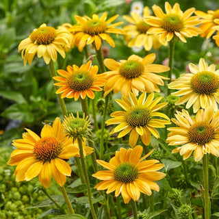 Mellow Coneflower Yellow