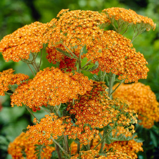 Terracotta Yarrow