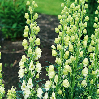 Common White Monkshood