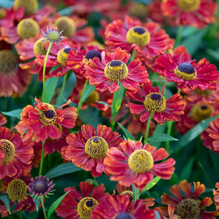 Rubinzwerg Helenium