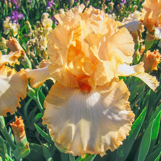 Apricot Kerfuffle Bearded Iris