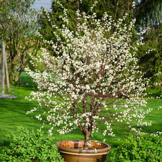 Romeo Dwarf Cherry Hedge