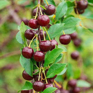 Romeo Dwarf Cherry Hedge