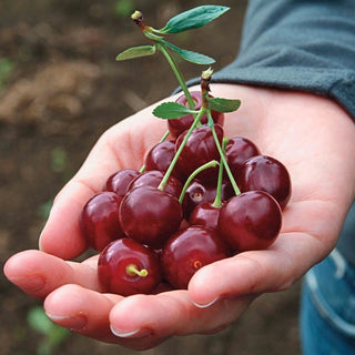 Romeo Dwarf Cherry Hedge