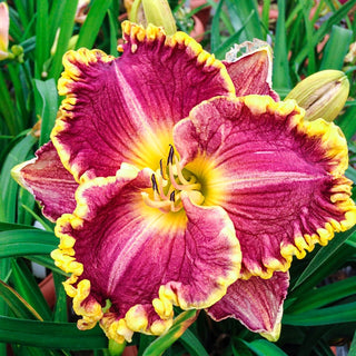 Daria Reblooming Daylily