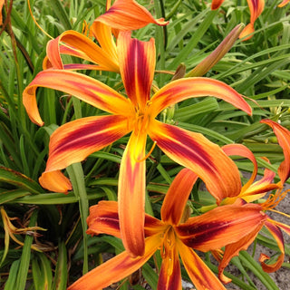 Tiger Eye Spider Reblooming Daylily