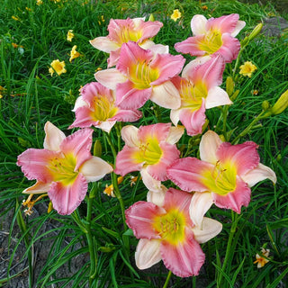 Final Touch Daylily