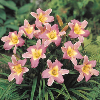 Final Touch Daylily