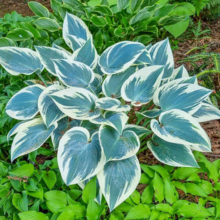 Blue Ivory Hosta