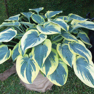 Blue Ivory Hosta