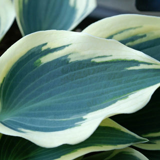 Blue Ivory Hosta