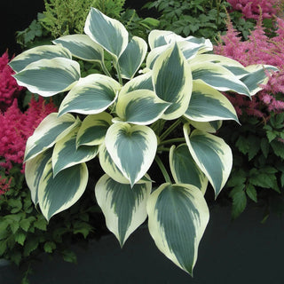 Blue Ivory Hosta