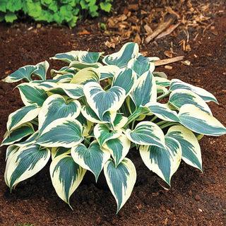 Firn Line Hosta