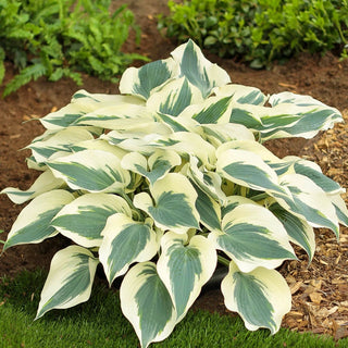 Firn Line Hosta